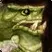 Improved Aspect of the Turtle