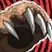 Flashing Claws